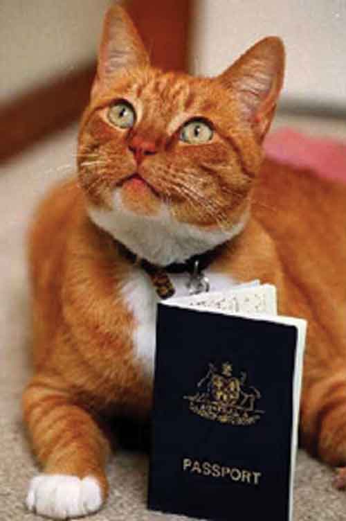 Pet Passports (B1)